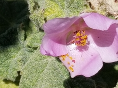 Malacothamnus aboriginum