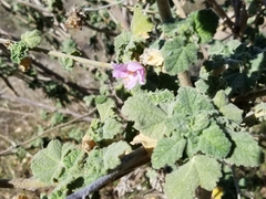 Malacothamnus aboriginum