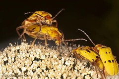 Chauliognathus octomaculatus