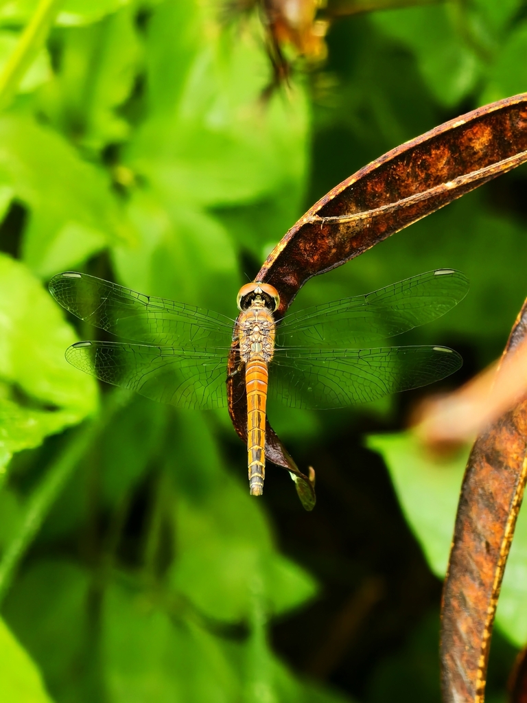 Brachydiplax chalybea (Brachydiplax chalybea)