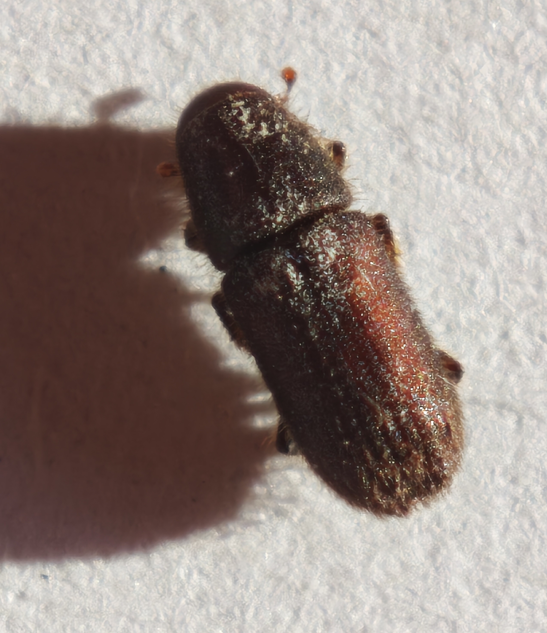 Hylurgus ligniperda
