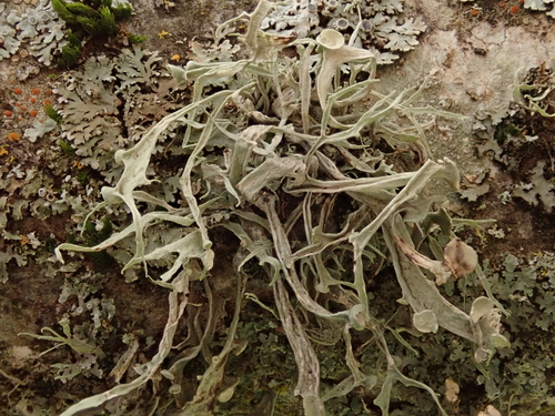 iNaturalist observation photo of Western Strap Lichen