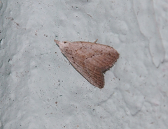 Meganola brunellus