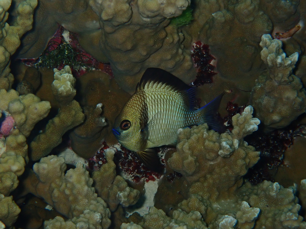 Gray humbug (Dascyllus reticulatus) — Pomacentridae