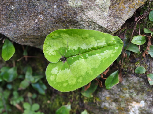 Largeflower Wild Ginger (Asarum macranthum)