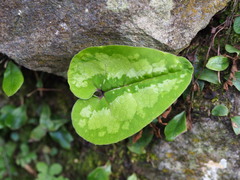 Asarum macranthum