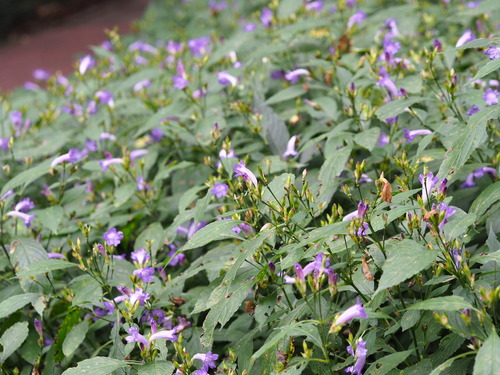 Strobilanthes formosana, photograph 4