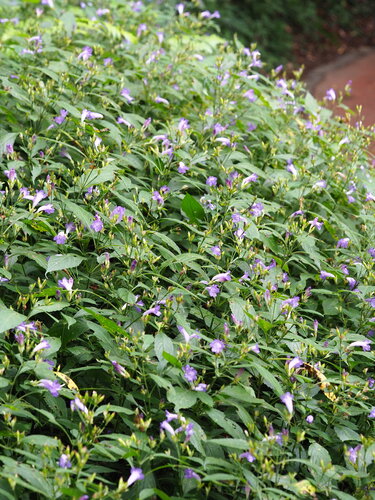 Strobilanthes formosana, photograph 5