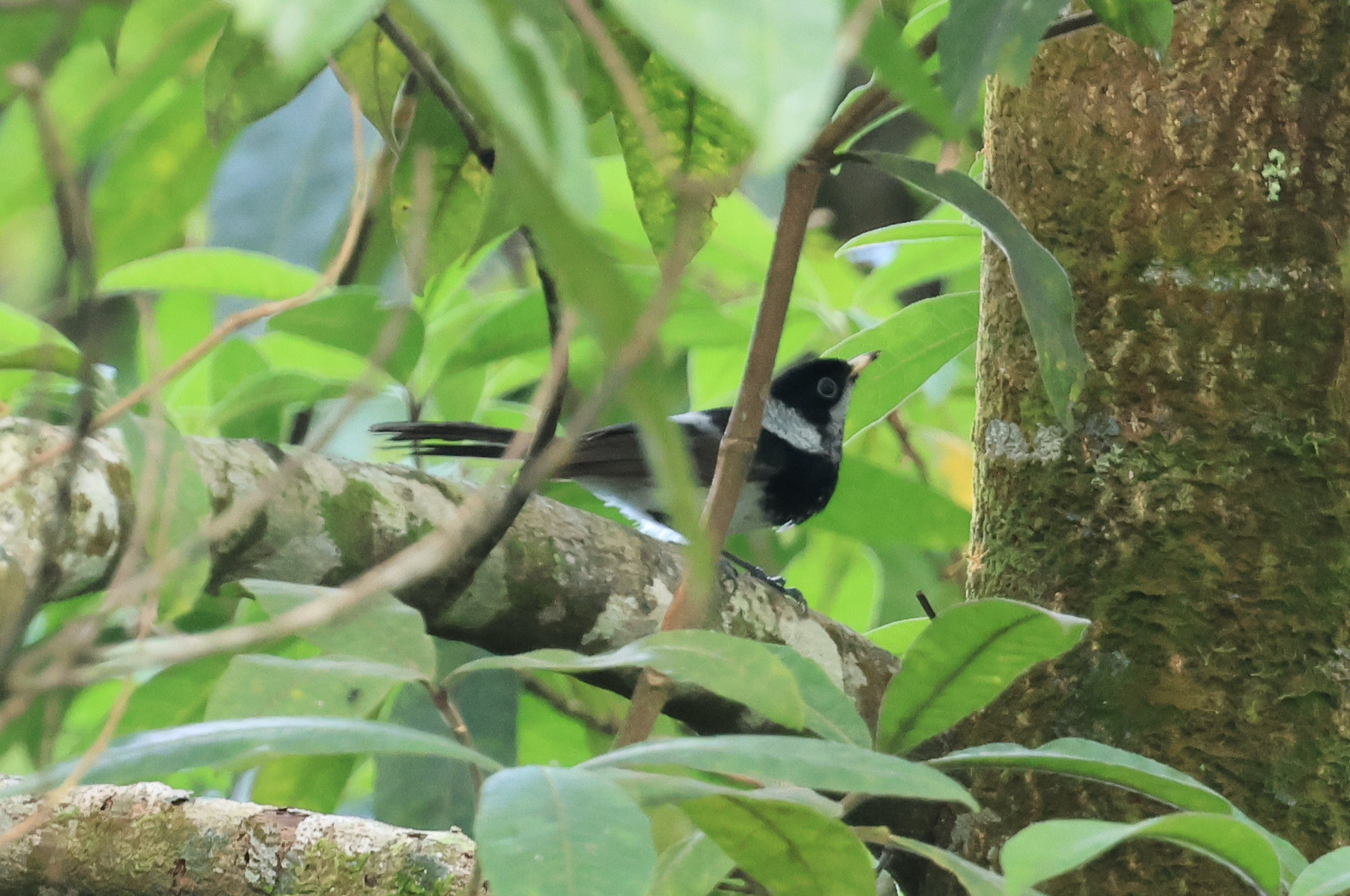 Pied Monarch (Arses kaupi), photo 3
