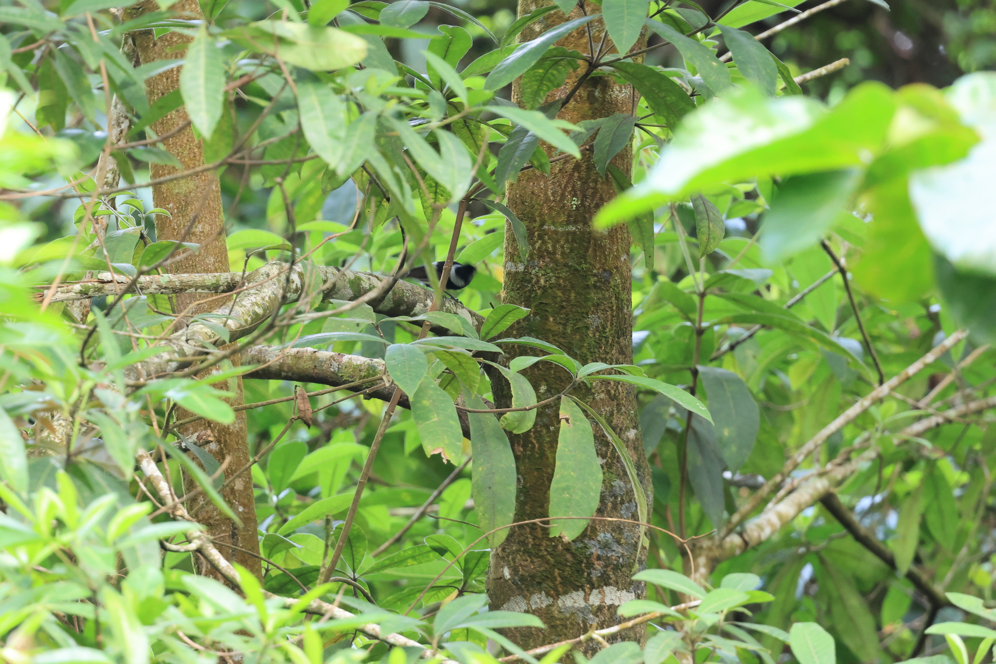 Pied Monarch (Arses kaupi), photo 4