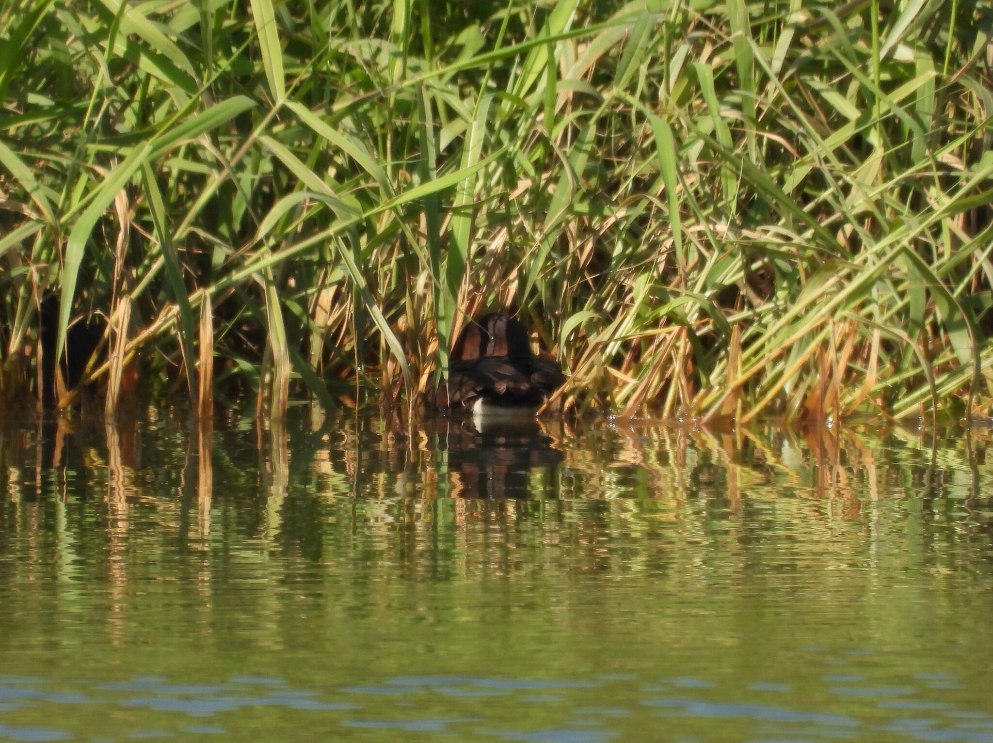 Ferruginous Duck (Aythya nyroca), photo 7