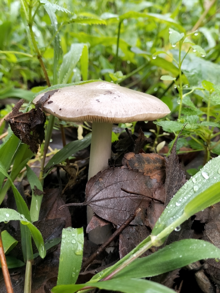 Volvopluteus gloiocephalus · January 2026 · photo: © tatiana354 (iNaturalist, cc-by)