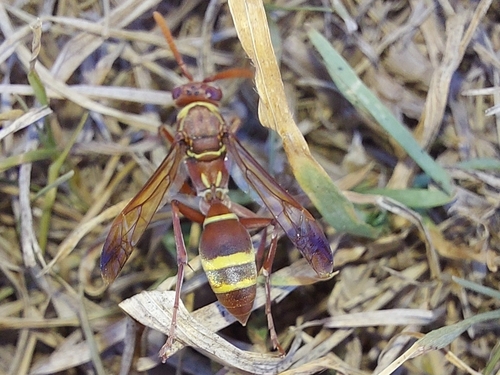 Polistes badius photo 5