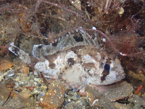 Cobbler (Gymnapistes marmoratus) — Tetrarogidae
