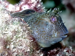 Horned Blenny photo 3