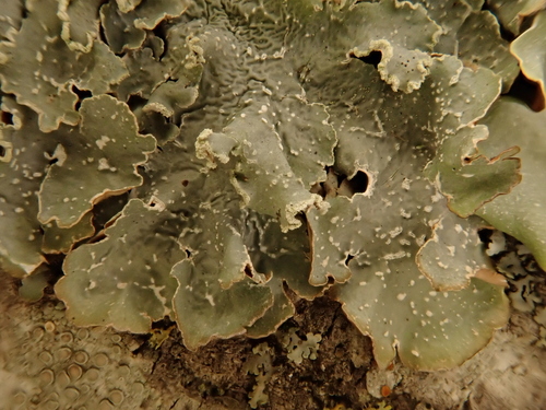 iNaturalist observation photo of Speckled Greenshield Lichens