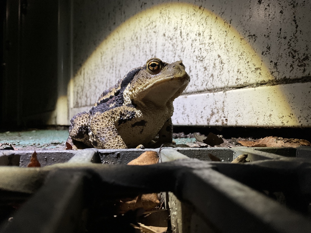 Eastern-Japanese Common Toad from 日本、〒960-1248 福島県福島市金谷川 on September ...