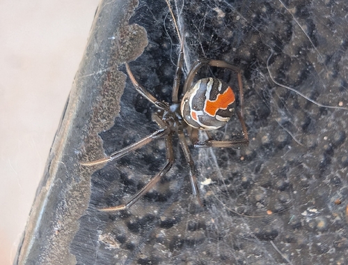 Redback Spider