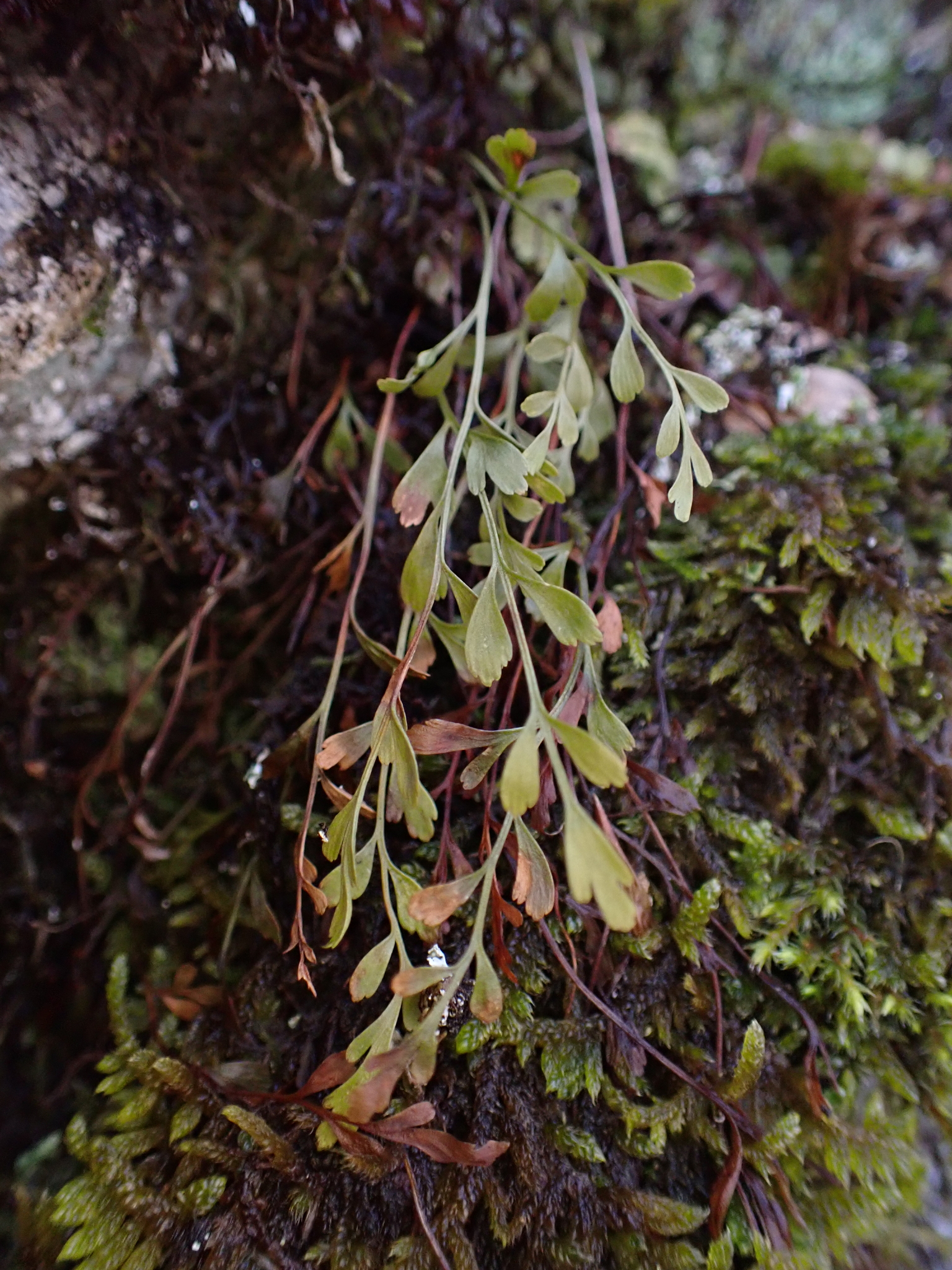 Asplenium ×alternifolium Wulfen