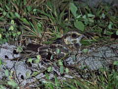 Hydropsalis cayennensis