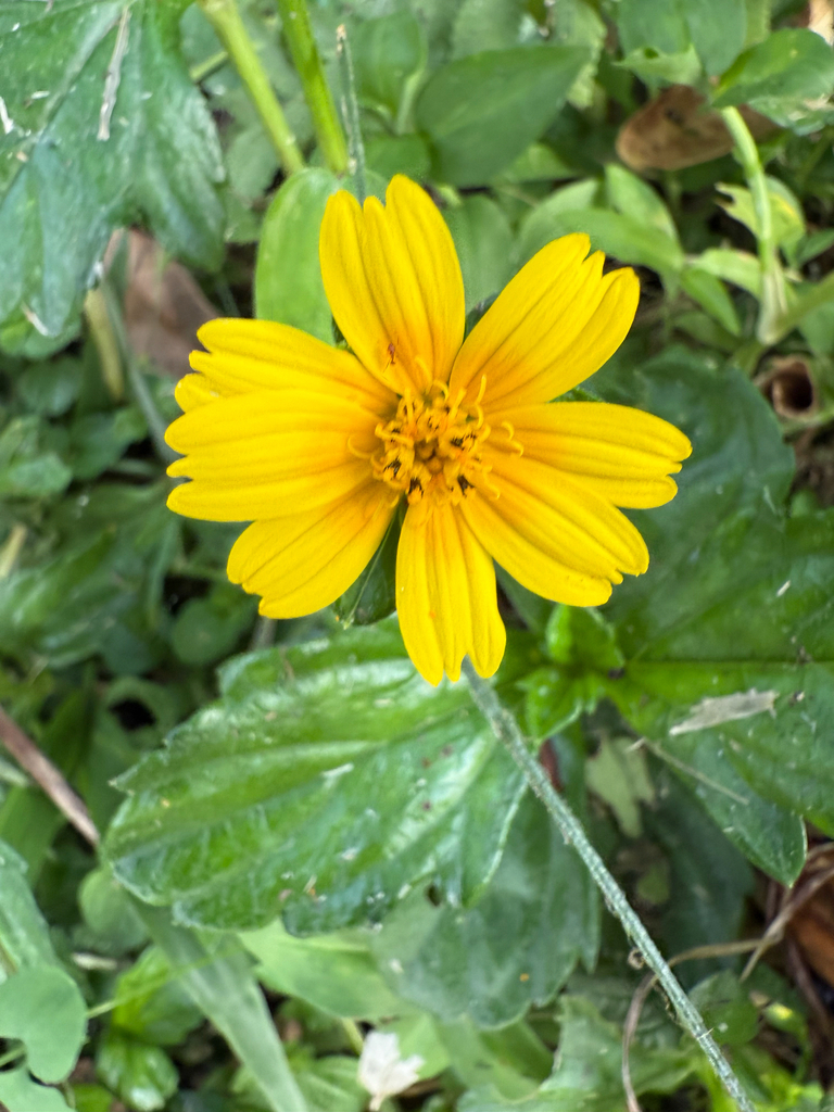 Sài Đất Ba Thùy – Sphagneticola trilobata