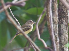 Myiopagis flavivertex