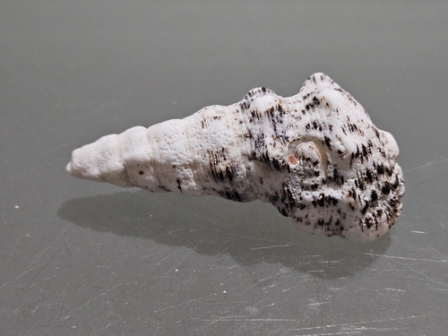Cerithium nodulosum observed 2025-11-06