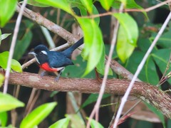 Granatellus pelzelni