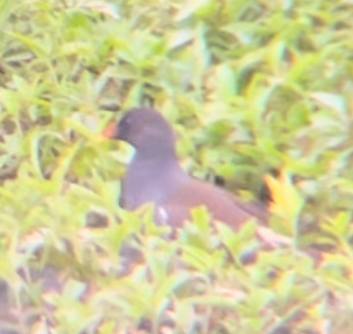 Eurasian Moorhen