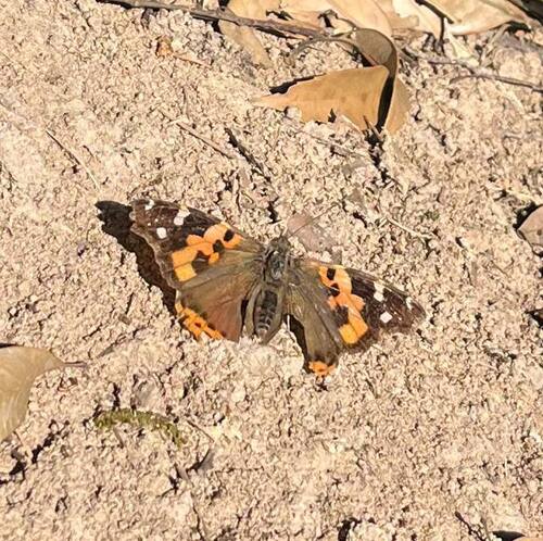 Indian Red Admiral