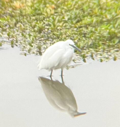 Little Egret