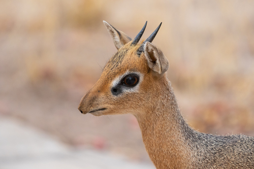Damara Dik-dik