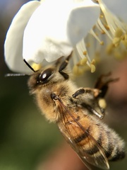 Apis mellifera