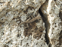 Ptyodactylus puiseuxi