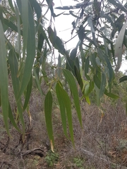 Eucalyptus litoralis