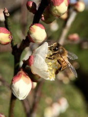 Apis mellifera