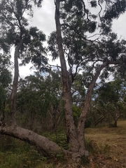 Eucalyptus litoralis