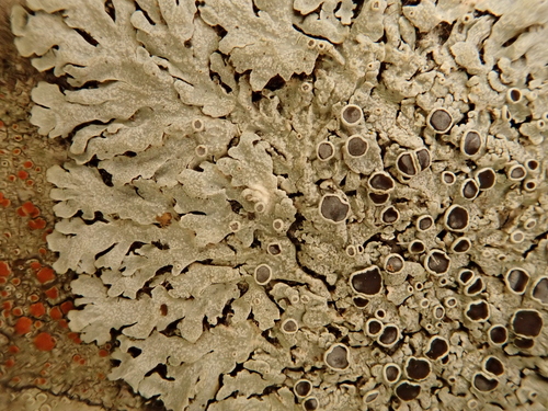 iNaturalist observation photo of rosette lichens