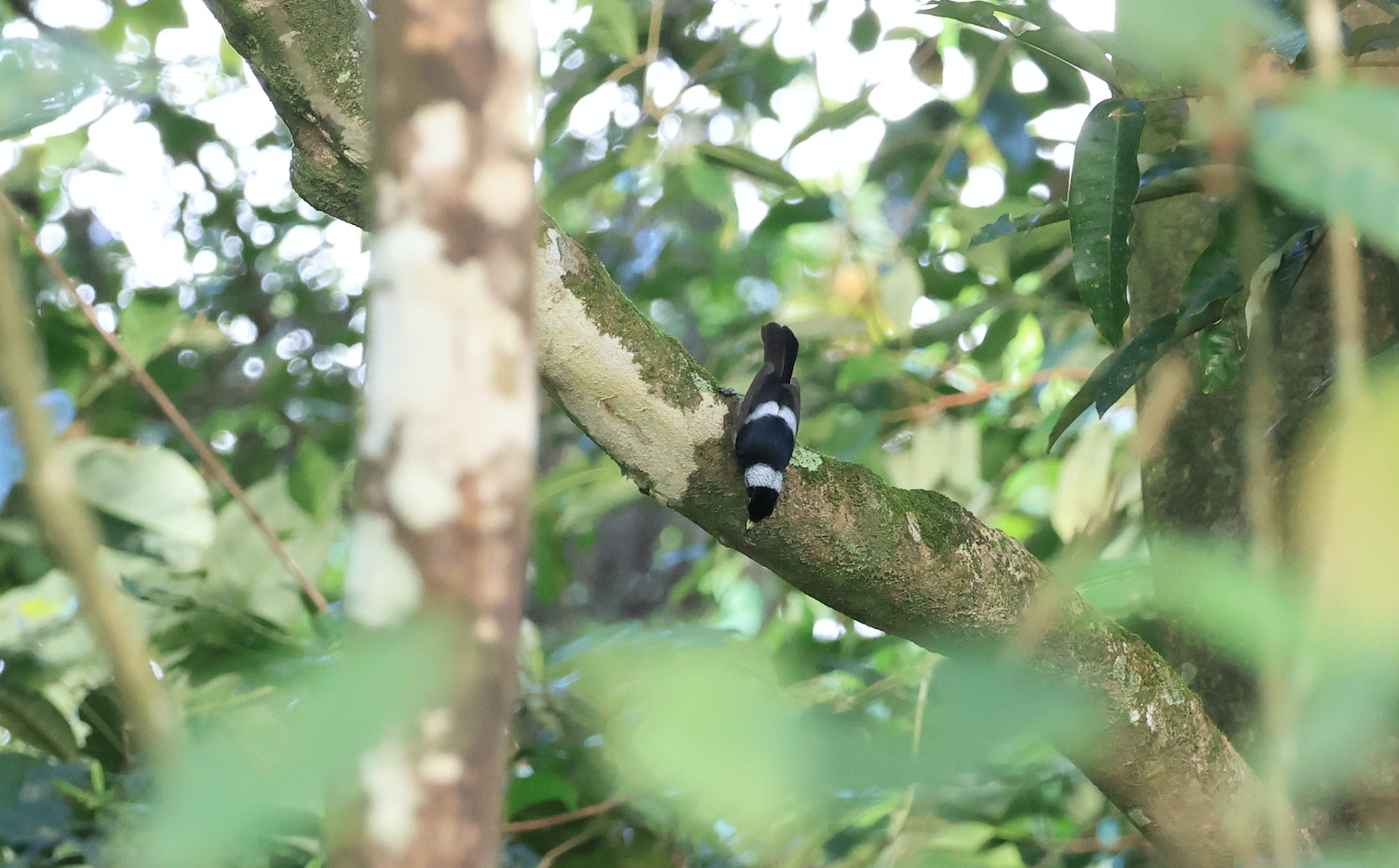Pied Monarch (Arses kaupi), photo 5