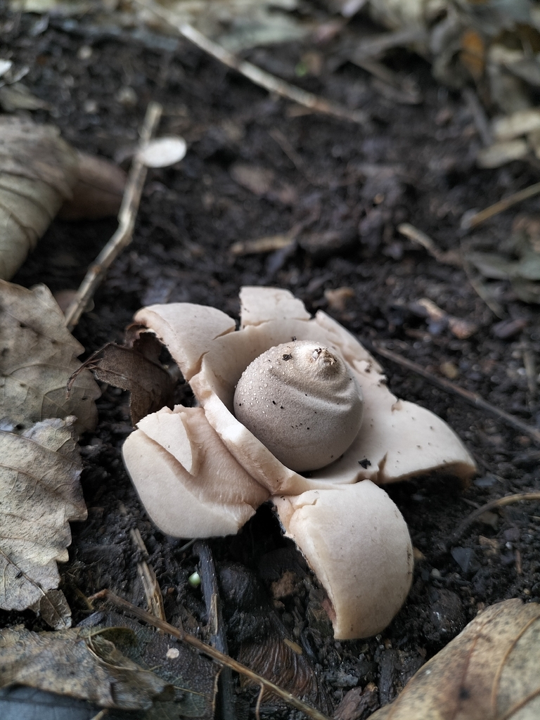Geastrum michelianum · January 2026 · photo: © tatiana354 (iNaturalist, cc-by)