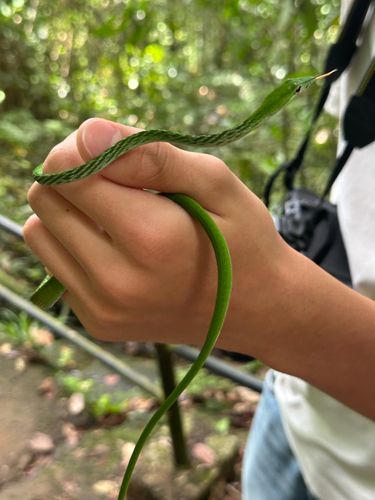 Long-nosed Whipsnake