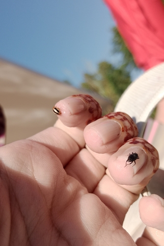 Three-striped Lady Beetle