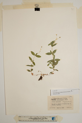 Moehringia lateriflora