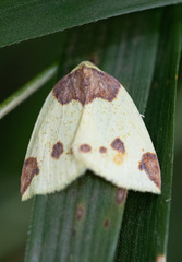 Perusia inusta