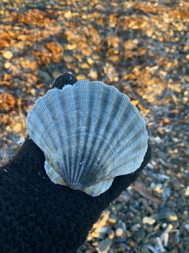 Pecten maximus