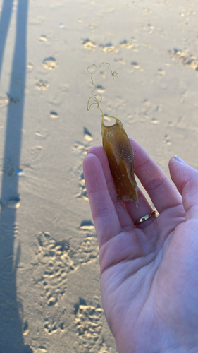 Scyliorhinus canicula