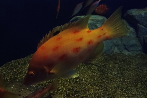 Sharphead hogfish (Bodianus oxycephalus) — Labridae — 5