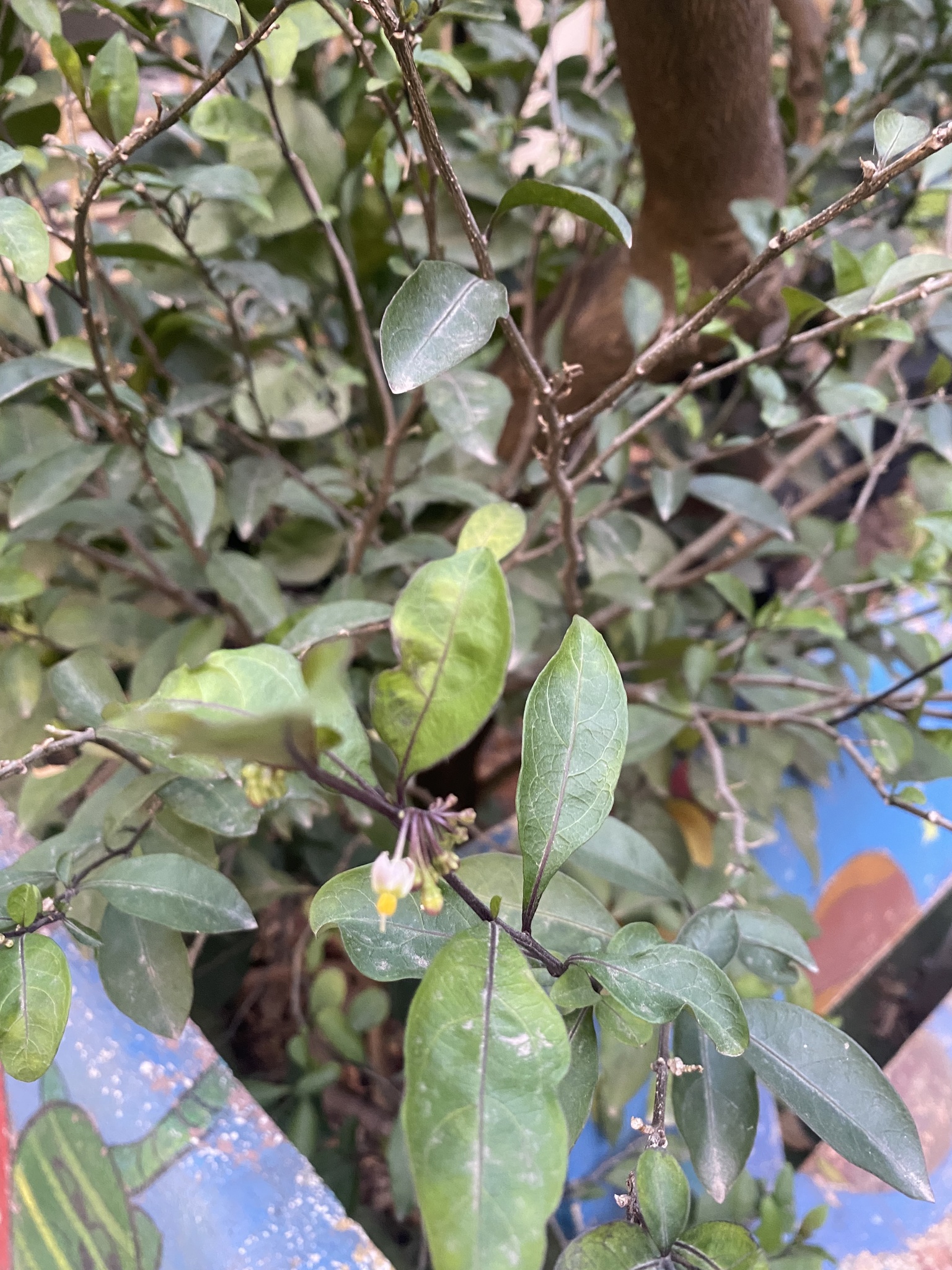 Solanum diphyllum (Solanum diphyllum)