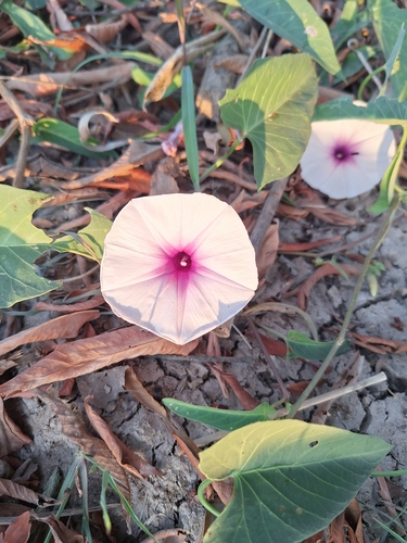 Water Morning Glory