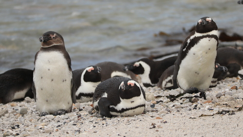 iNaturalist: (c) markgrtdixon, some rights reserved (CC BY-NC), uploaded by markgrtdixon iNaturalist image